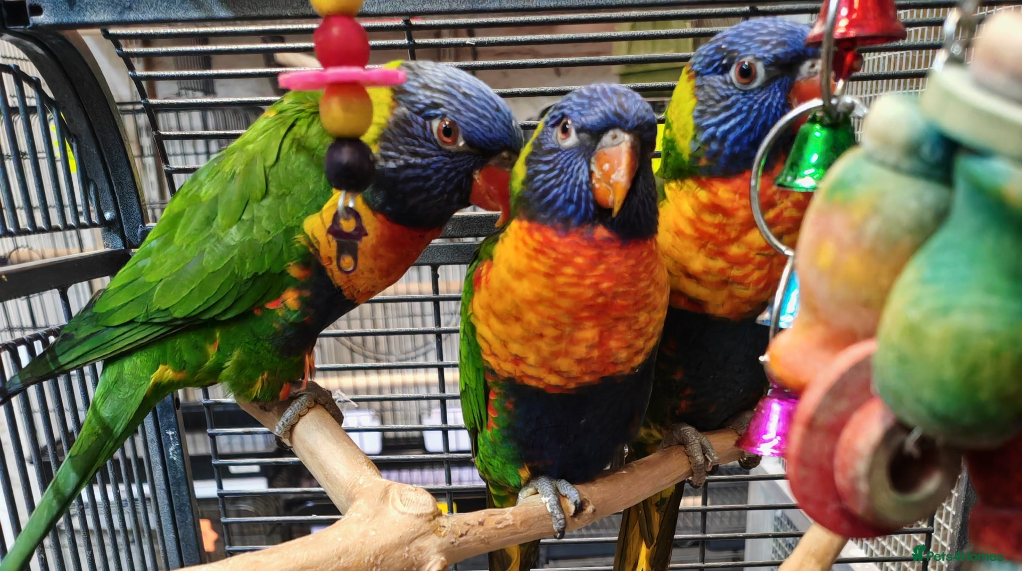 Parrots birds PARAKEETS/PARROTS/AMAZONs available  - Advert 1