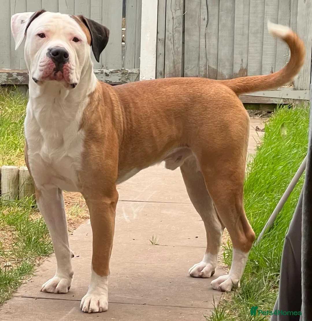 American Bulldog dogs for stud: NKC American Bulldog for Stud in Birmingham - Advert 5