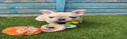 French Bulldog dogs for sale: 5 frenchbull dog puppes - Advert 7