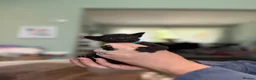 Mixed Breed cats for sale: Sphynx cross kittens  - Advert 12