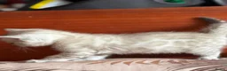Bengal cats for sale: Beautiful Bengal Kittens – Ready Soon 🐾 in London - Advert 8