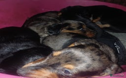 Dachshund dogs for sale: Miniature Dachshund puppies - Image 10