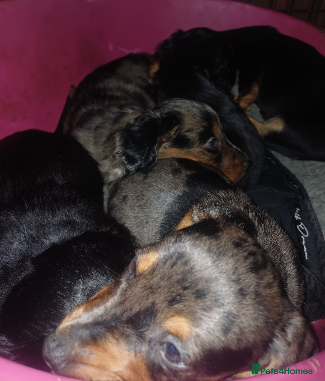 Dachshund dogs for sale: Miniature Dachshund puppies - Image 10