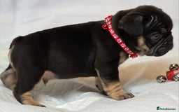 French Bulldog dogs for sale: TOP QUALITY KC REG FRENCHIES AVAILABLE  - Image 32
