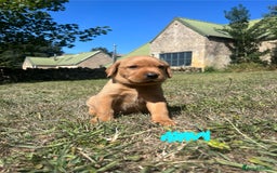 Labrador Retriever dogs for sale: Fox Red Labrador puppies  - Image 2