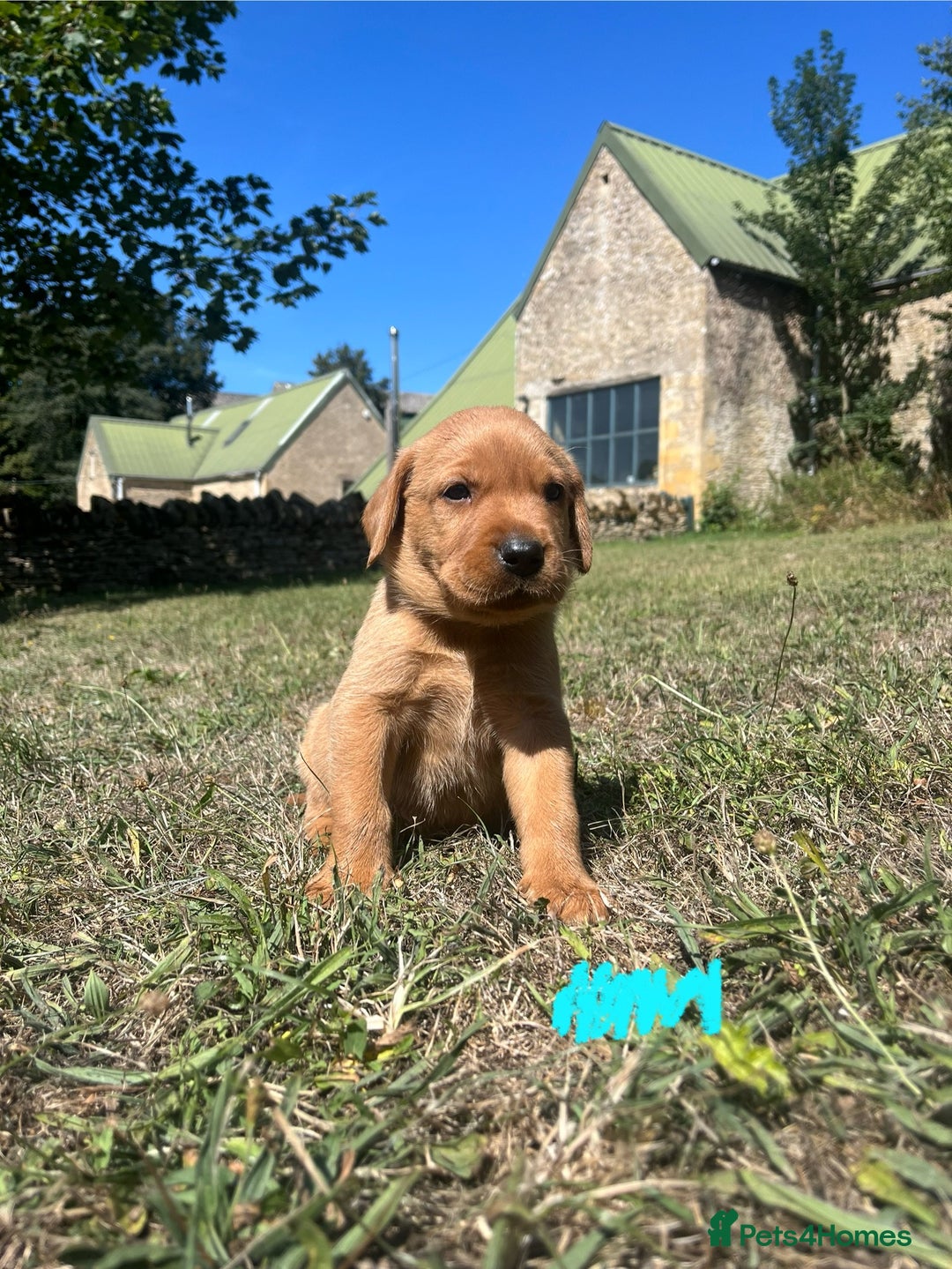 Labrador Retriever dogs for sale: Fox Red Labrador puppies  - Image 2
