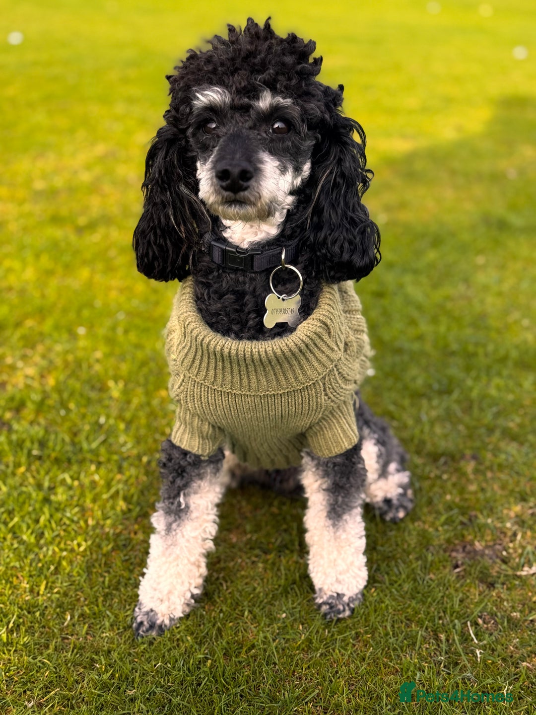 Toy Poodle dogs for stud: Phantom Toy Poodle KC registered North East Stud in Whitley Bay - Advert 5