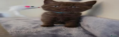 Chocolate male (blue)