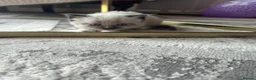 Mixed Breed cats for sale: Mixed Breed Siamese Kittens - Advert 18