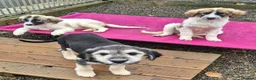 Mixed Breed dogs for adoption: Lola, Lena, Luna and Lyra  - Advert 14