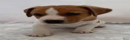 Jack Russell dogs for sale: Bred From Health Tested Parents - Advert 23