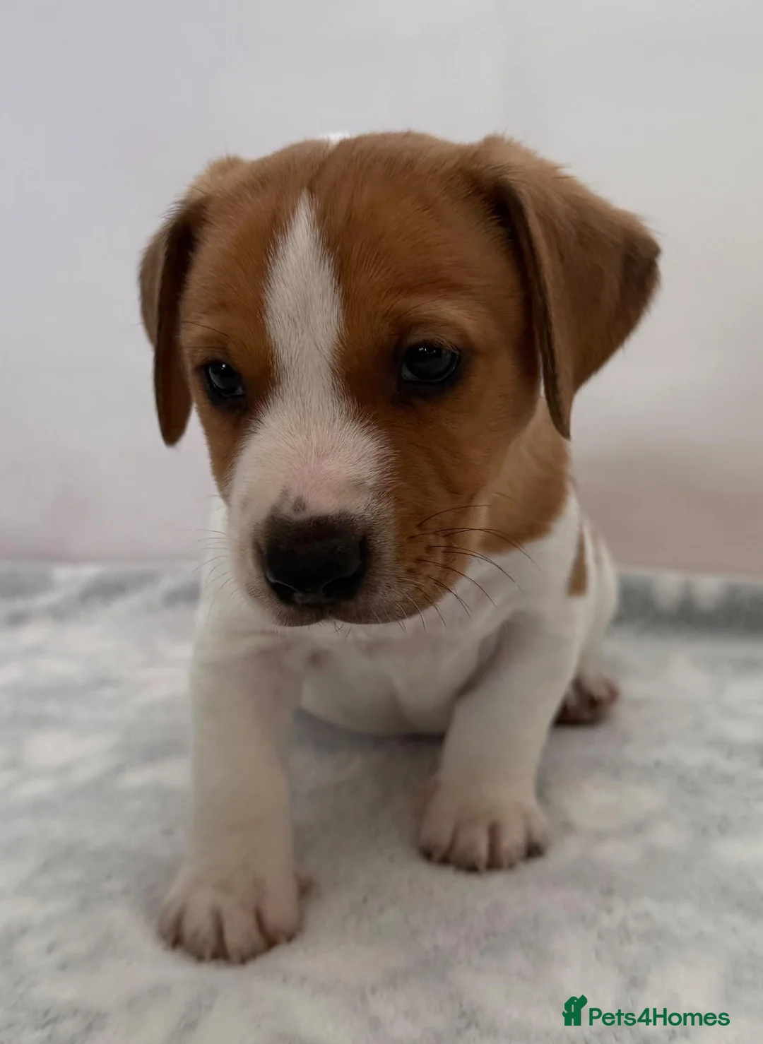 Jack Russell dogs for sale: Bred From Health Tested Parents - Advert 23