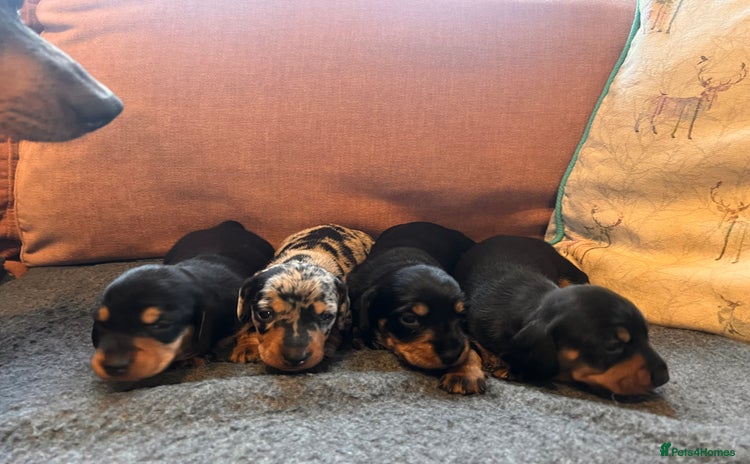 Miniature Dachshund dogs - Advert 6