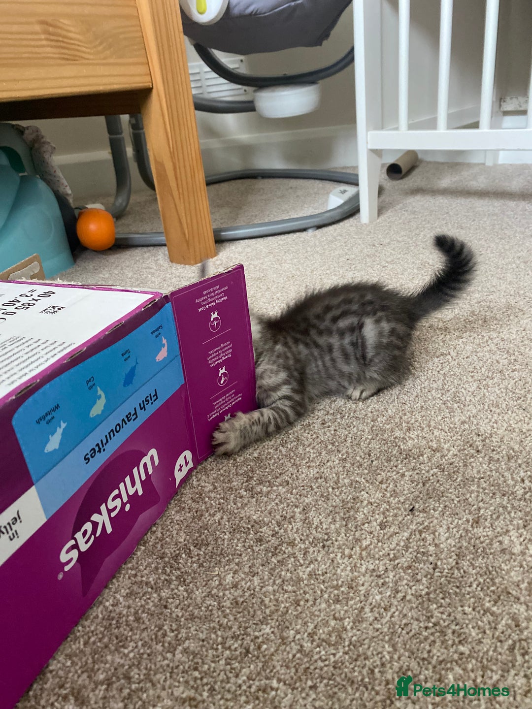 Mixed Breed cats for sale: Ragdol x bengal kittens  - Image 10