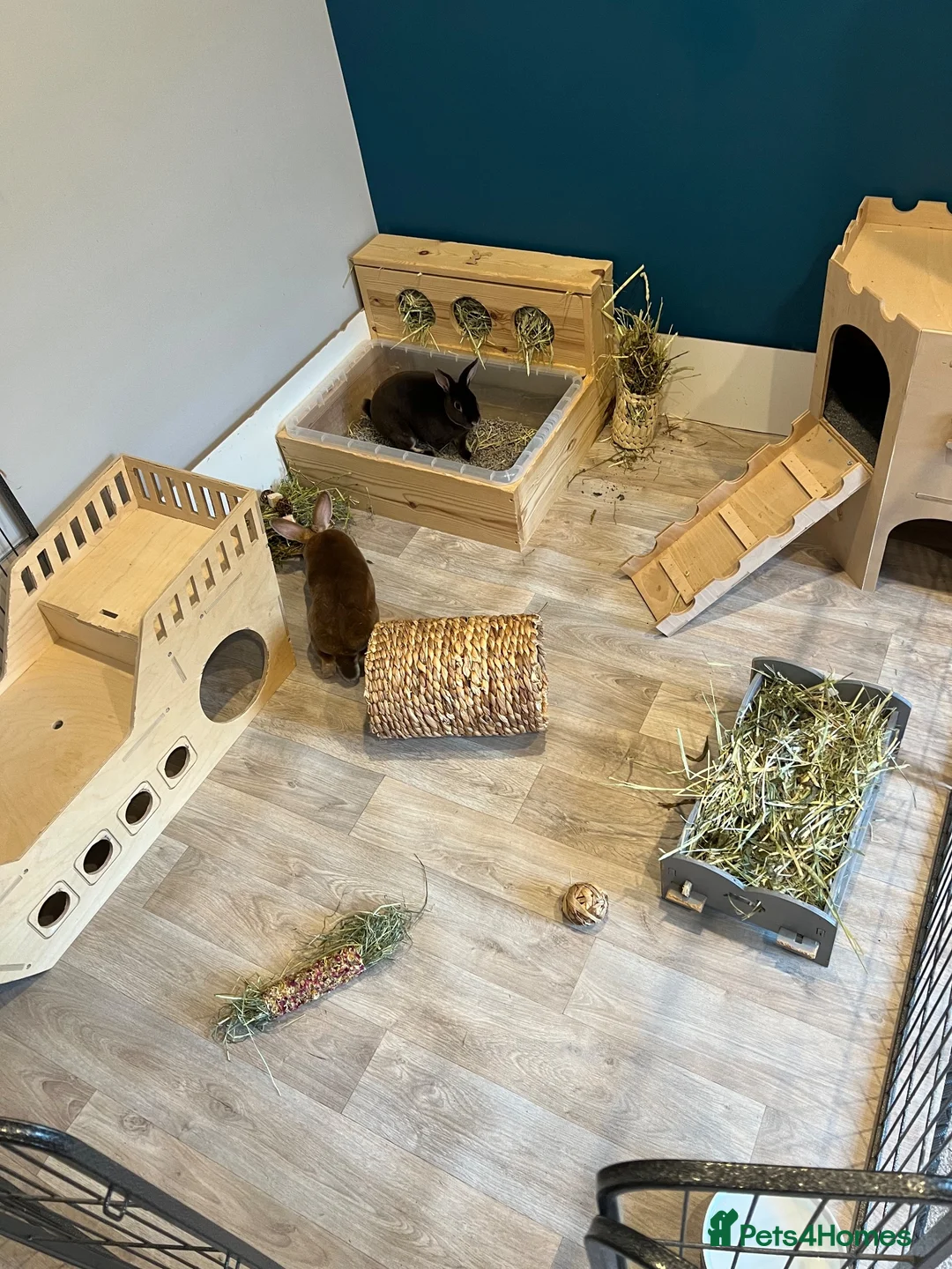 Rex rabbits for sale: Neutered Male Mini Rex  - Advert 9