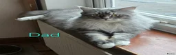 Maine Coon cats for sale: 3 Maine Coon kittens. - Advert 9