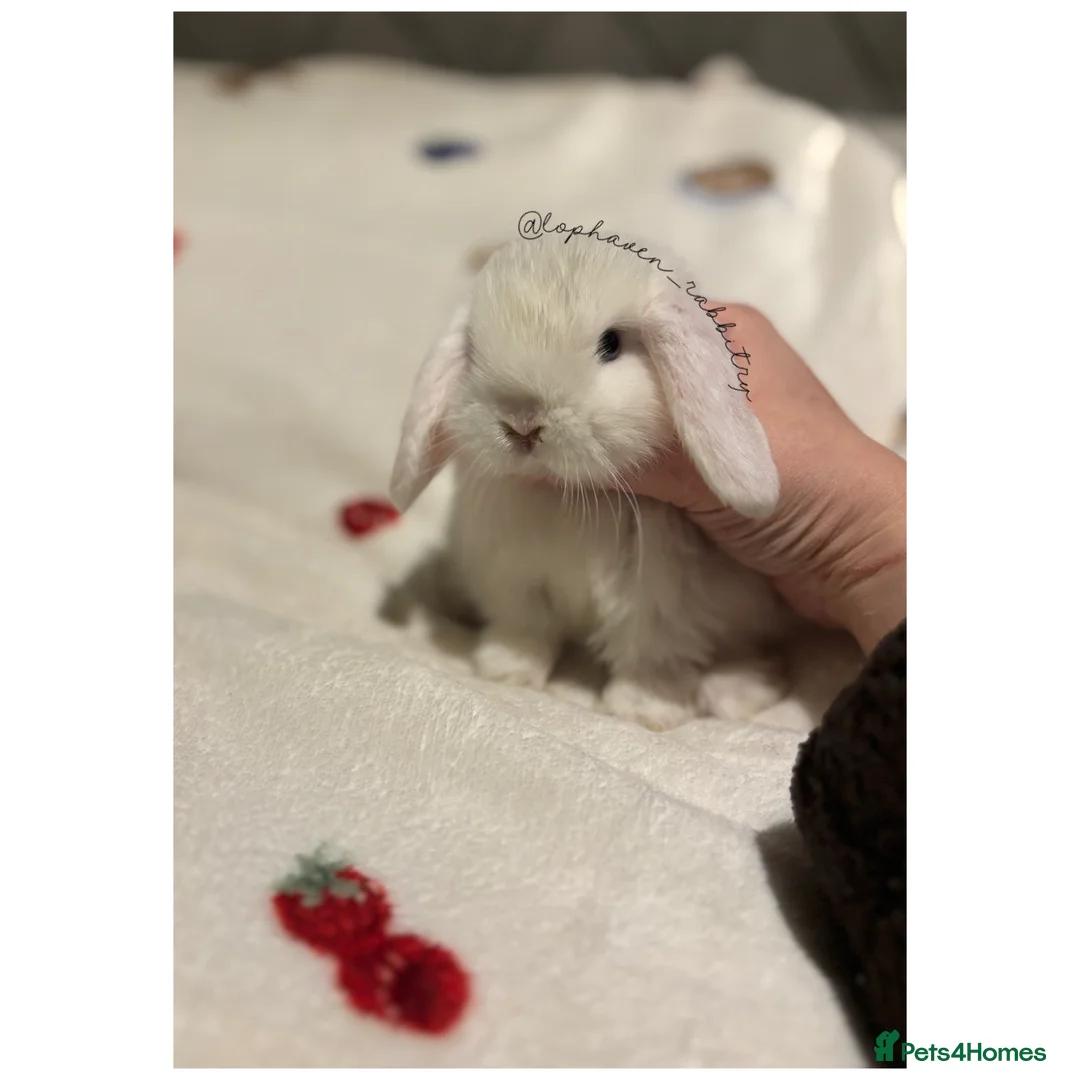 Mini Lop rabbits for sale: Stunning mini lop babies ✨ready to reserve✨  - Advert 8