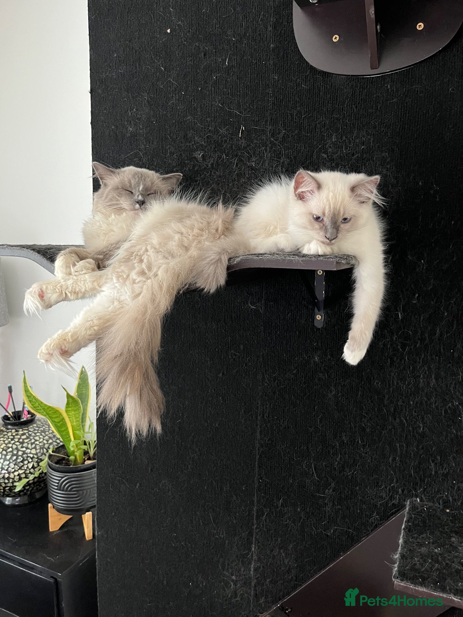 Ragdoll cats ❤️Ready for loving Home Ragdoll Kittens 😍 - Advert 1