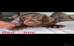 Miniature Dachshund dogs for sale: One male left. LAST PUP Miniature dachshund!  - Image 16