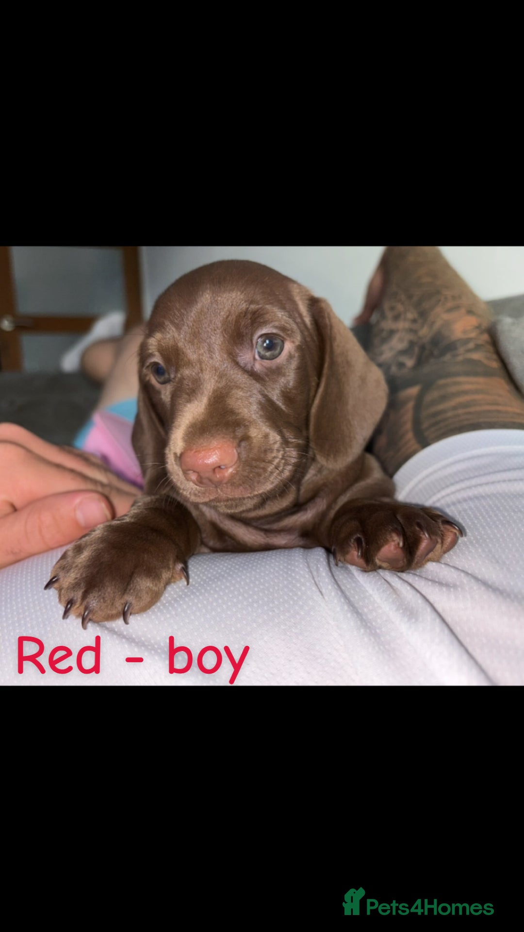 Miniature Dachshund dogs for sale: One male left. LAST PUP Miniature dachshund!  - Image 16