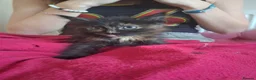 Maine Coon cats for sale: Black smoked PANTHERS!! 😍 - Advert 11