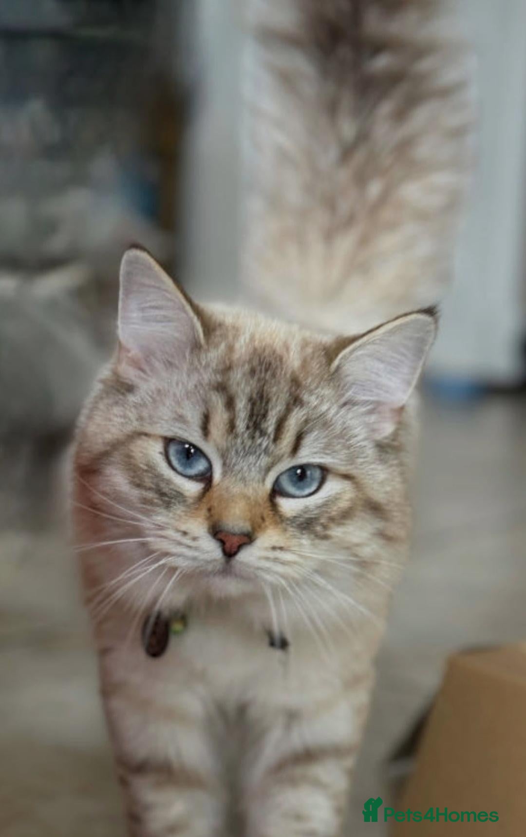 Siberian cats Very Handsome 3 year old Siberian Neva Boy - Advert 12
