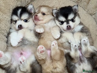 Pomsky dogs F3 Pomsky Puppies - ready in January! - Advert 6