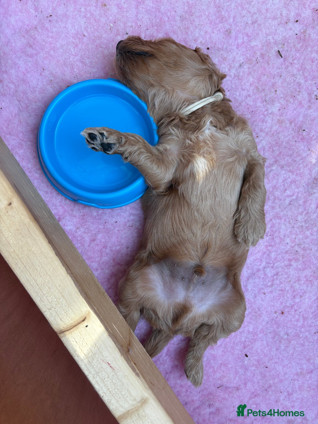Goldendoodle dogs for sale: Stunning F2B Goldendoodles - Image 19
