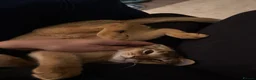 Abyssinian cats for sale: 🐾 Two Gorgeous Abyssinian Kittens 🐈‍⬛ - Advert 8
