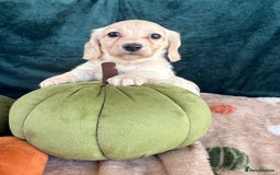 Miniature Dachshund dogs for sale: English creams miniature dachshunds  - Image 13