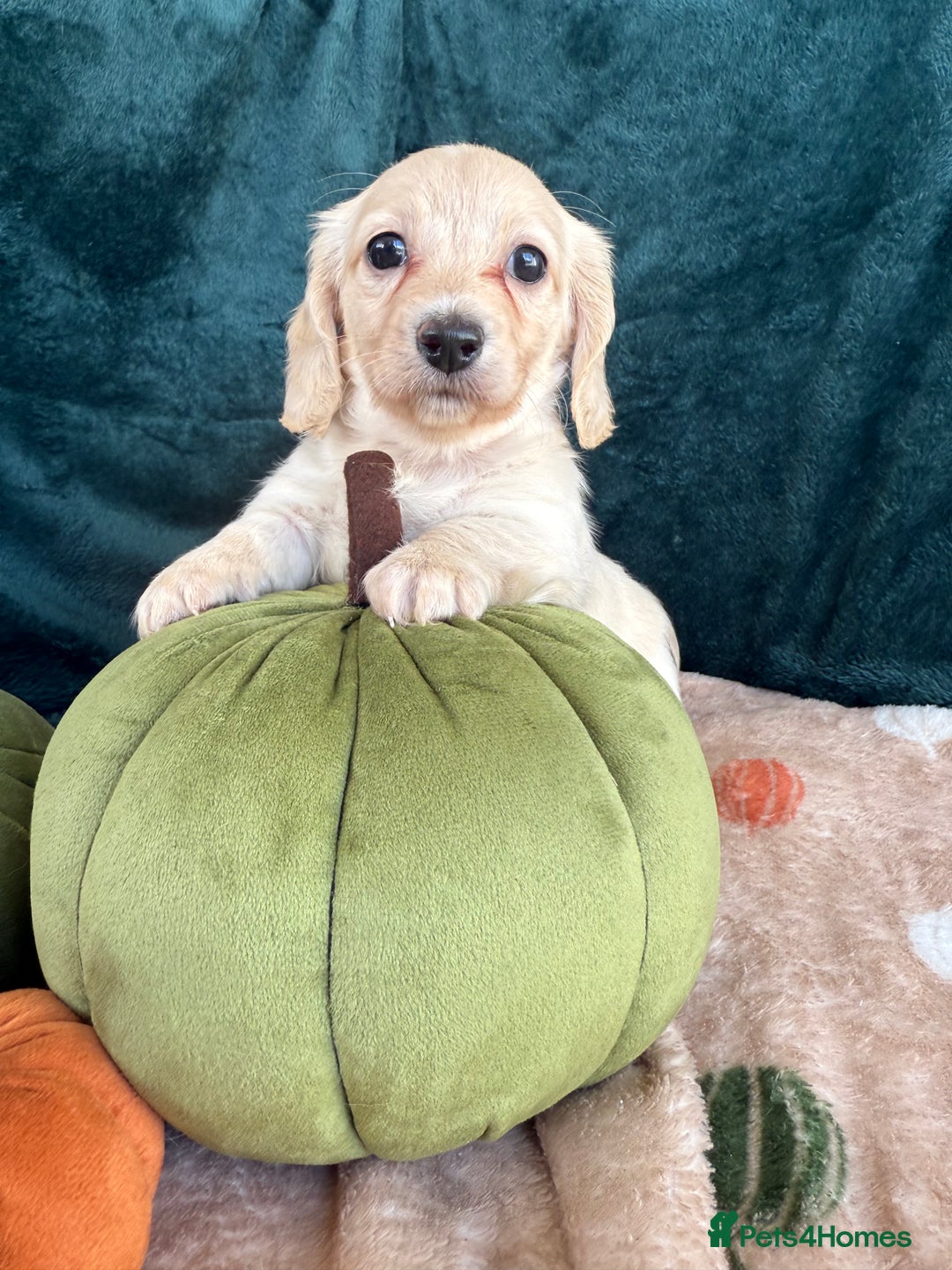 Miniature Dachshund dogs for sale: English creams miniature dachshunds  - Image 13