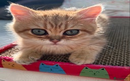 British Shorthair cats for sale:  **   ** : BSH Golden champion lines - Advert 18