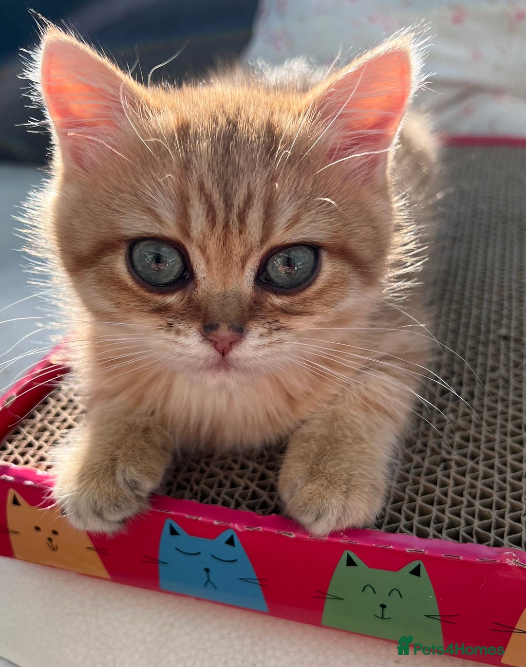 British Shorthair cats for sale:  **   ** : BSH Golden champion lines - Advert 18