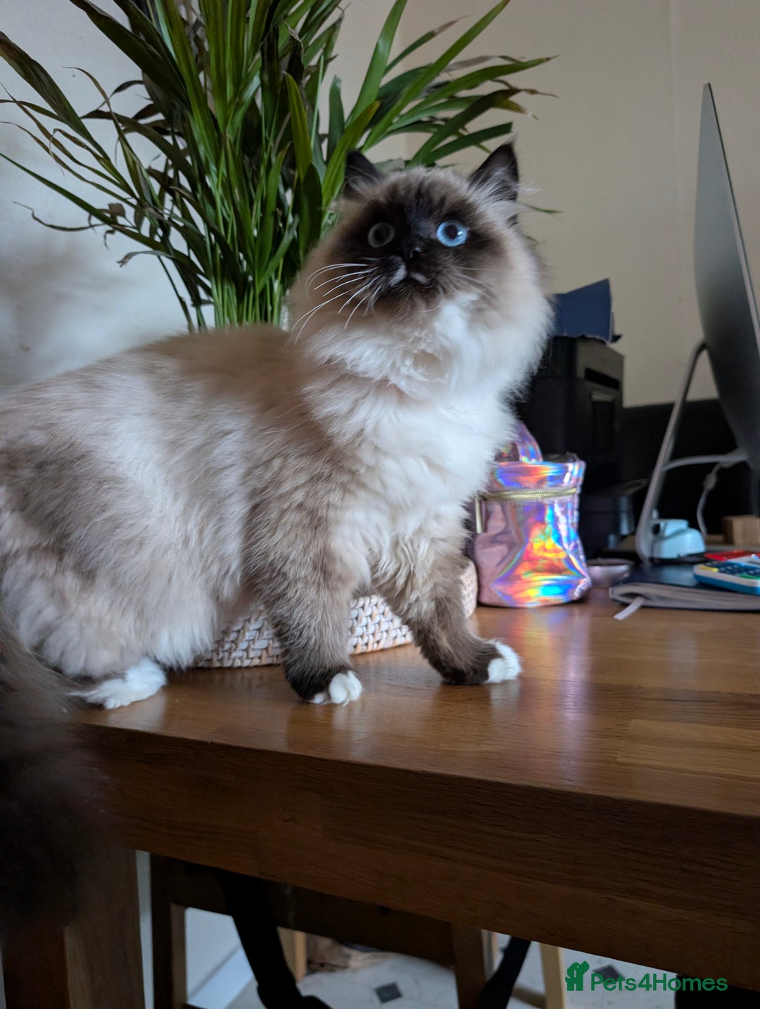 Siberian cats for sale: Litter "W" Neva Masquerade - Advert 15