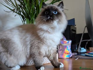 Siberian cats ONLY 1 boy and 1 girl left! Litter "W" Neva M. - Advert 1