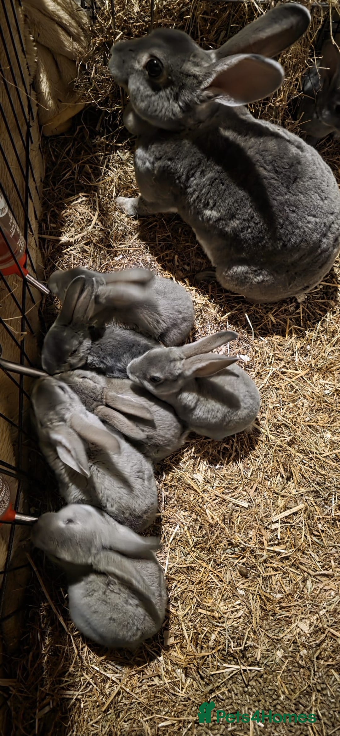 Rex rabbits for sale: Opal rex - Image 2