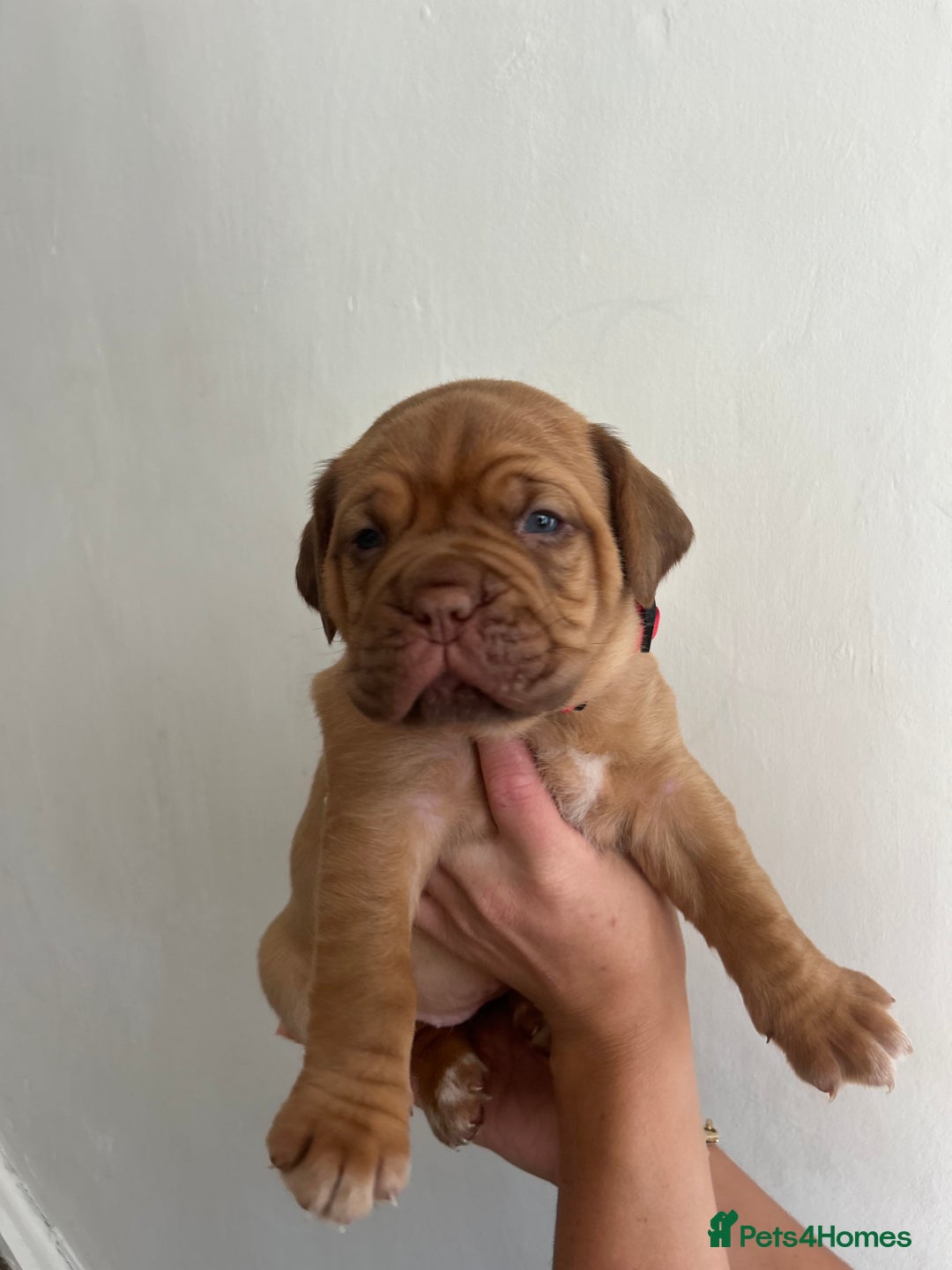 Dogue De Bordeaux dogs for sale: 2 BITCHES!LEFTFULL PEDIGREE 🦁 dogue de Bordeaux  - Advert 31