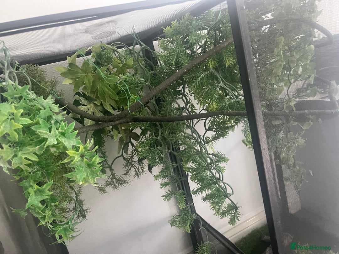 Chameleon reptiles for sale: Open air Viv chameleon  (chameleon not included) - Image 3