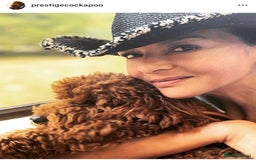 Cockapoo dogs for sale: Extensively Health Tested F1b cockerpoo Puppies  - Image 15