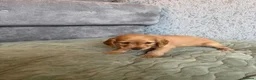Cocker Spaniel dogs for sale: Beautiful Cocker spaniel pups  - Advert 26