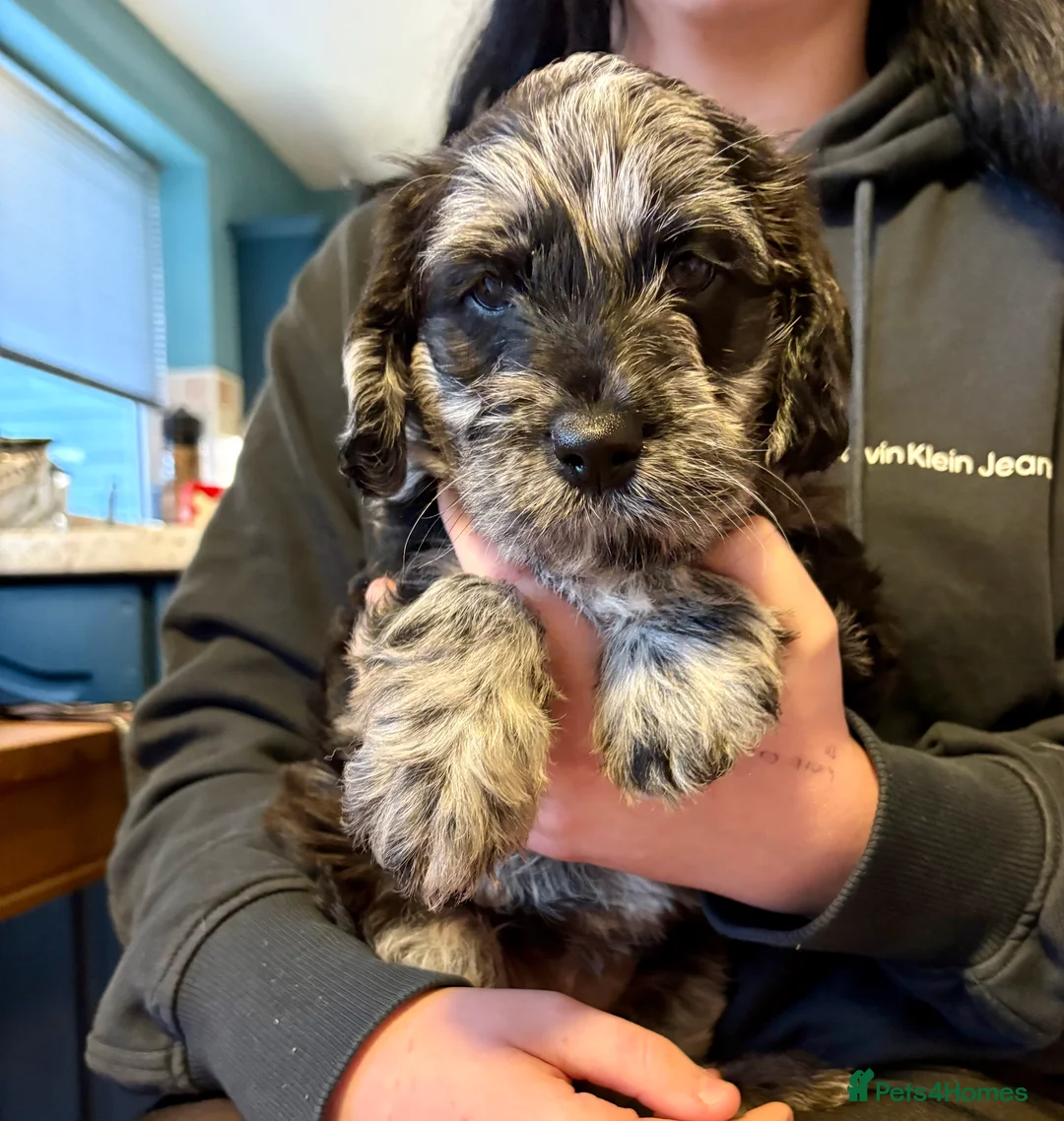Labradoodle dogs for sale: Female F1 merle labradoodle  - Advert 2