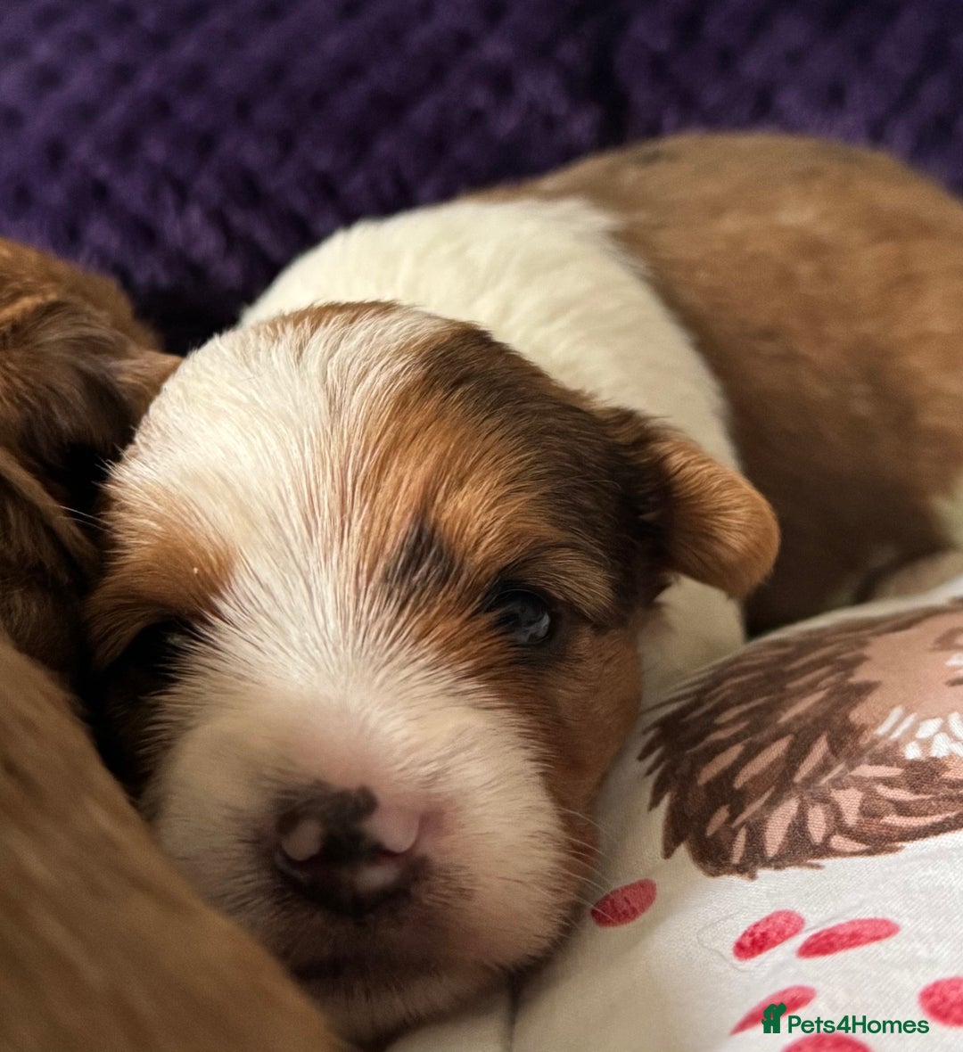 Biewer Terrier dogs for sale: Superb pedigree Biewer pups - DNA Health tested - Advert 3