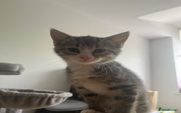 Mixed Breed cats for sale: One girl kitten - Image 1