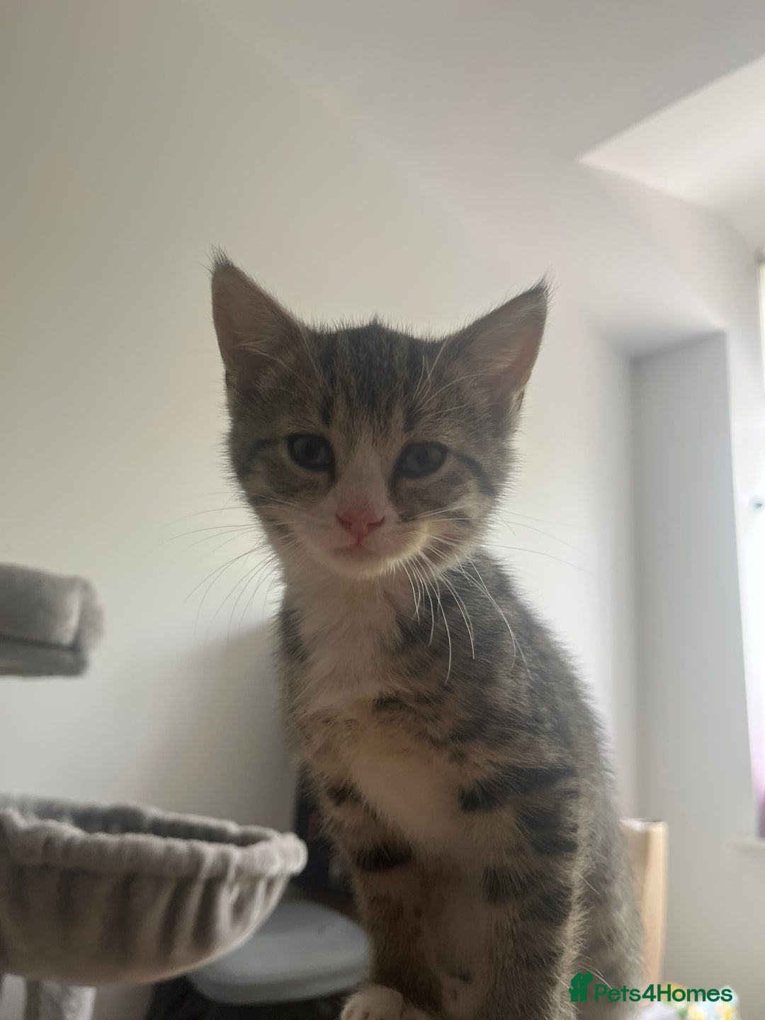 Mixed Breed cats for sale: One girl kitten - Image 1