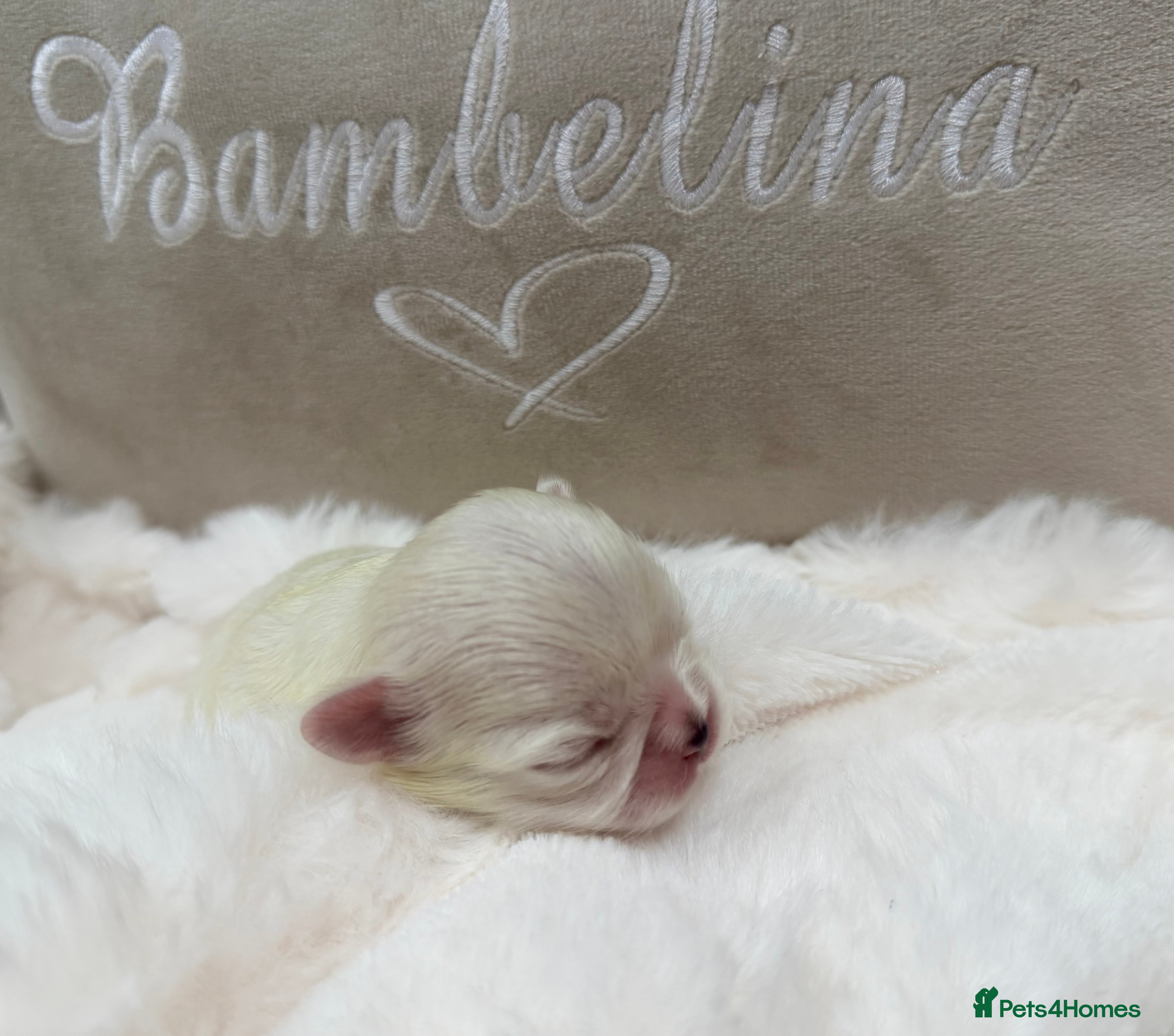 Maltese dogs Bambelina Full Korean Bloodline Maltese - Advert 6