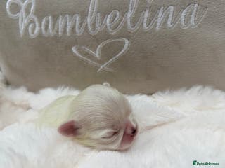 Maltese dogs Bambelina Full Korean Bloodline Maltese - Advert 6