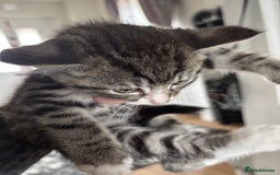 Mixed Breed cats for sale: Kittens ready for their new homes - Image 6