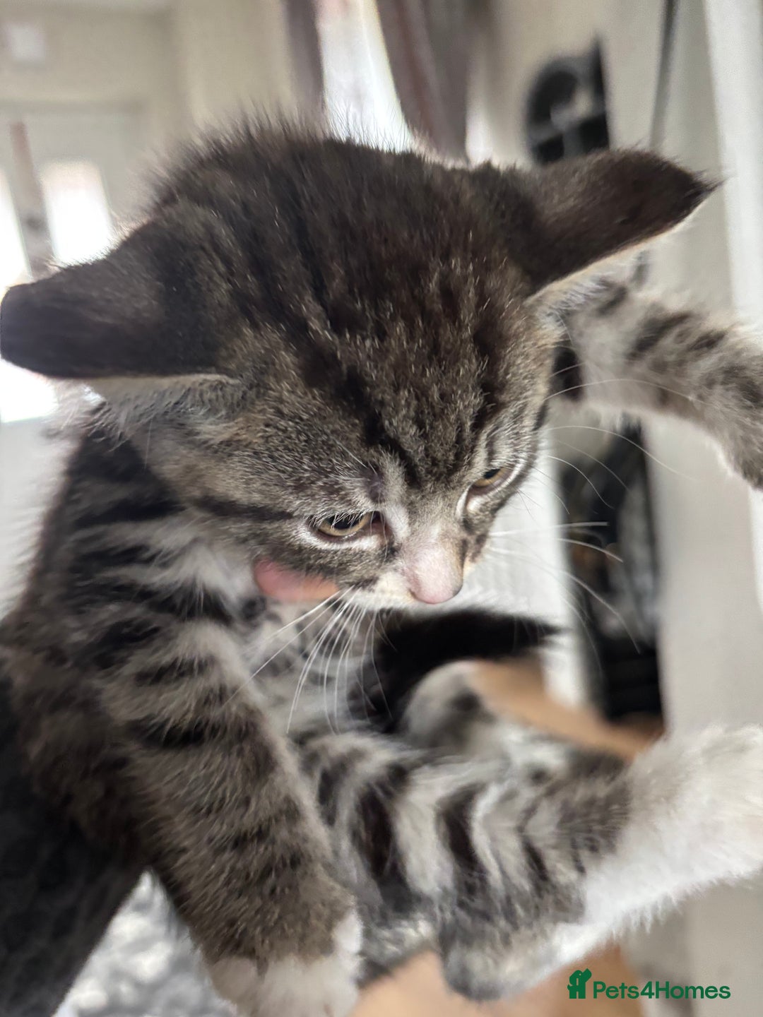 Mixed Breed cats for sale: Kittens ready for their new homes - Image 6