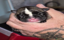 Mixed Breed dogs for sale:  Female Hybrid Bulldog Pups - Image 6
