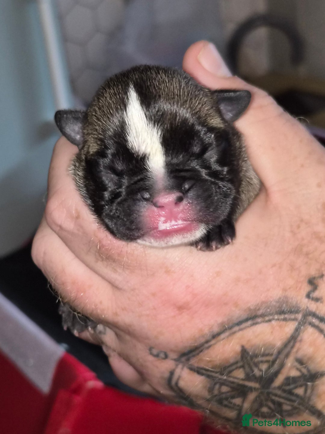 Mixed Breed dogs for sale:  Female Hybrid Bulldog Pups - Image 6